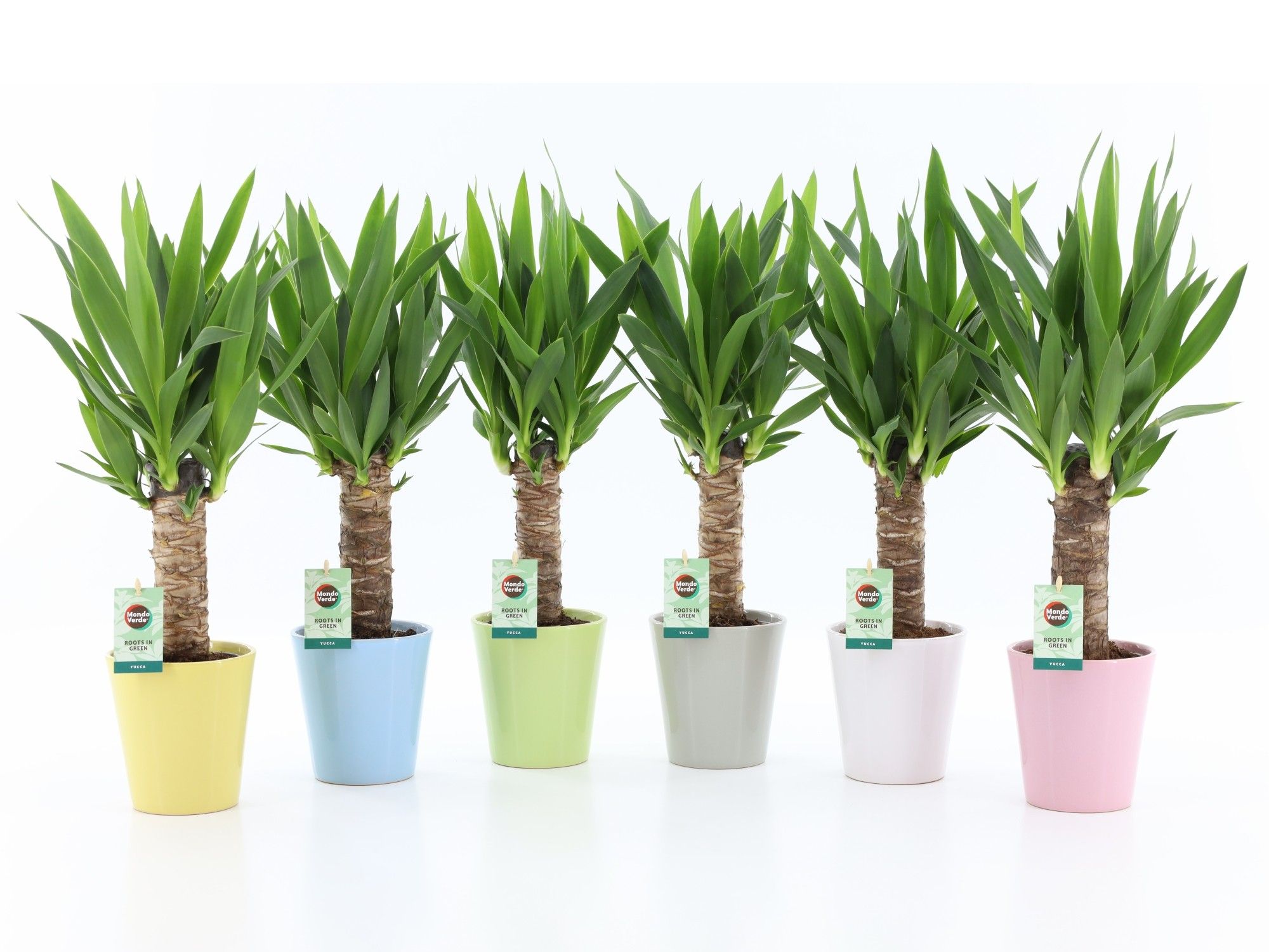 Yucca 25cm Hout 3+ in Pastel Keramiek, D 13