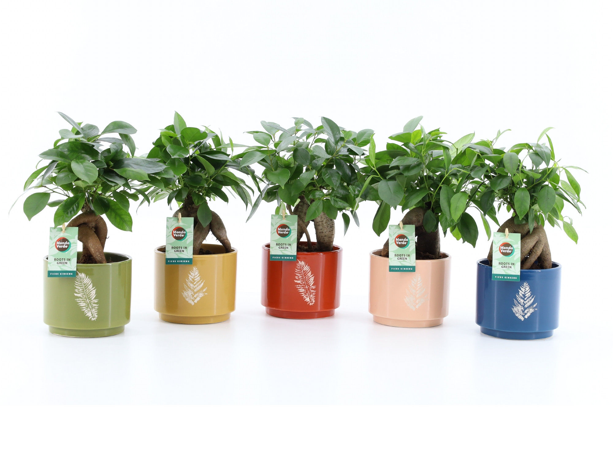 Ficus microcarpa Retusa in Artistique Keramiek, D 13