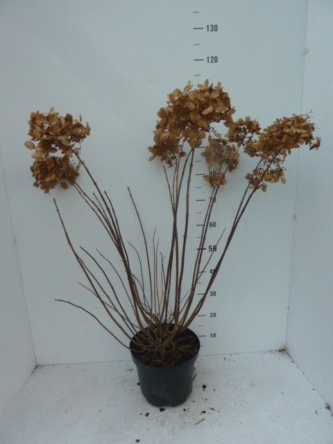 Hydrangea paniculata Phantom, D 27