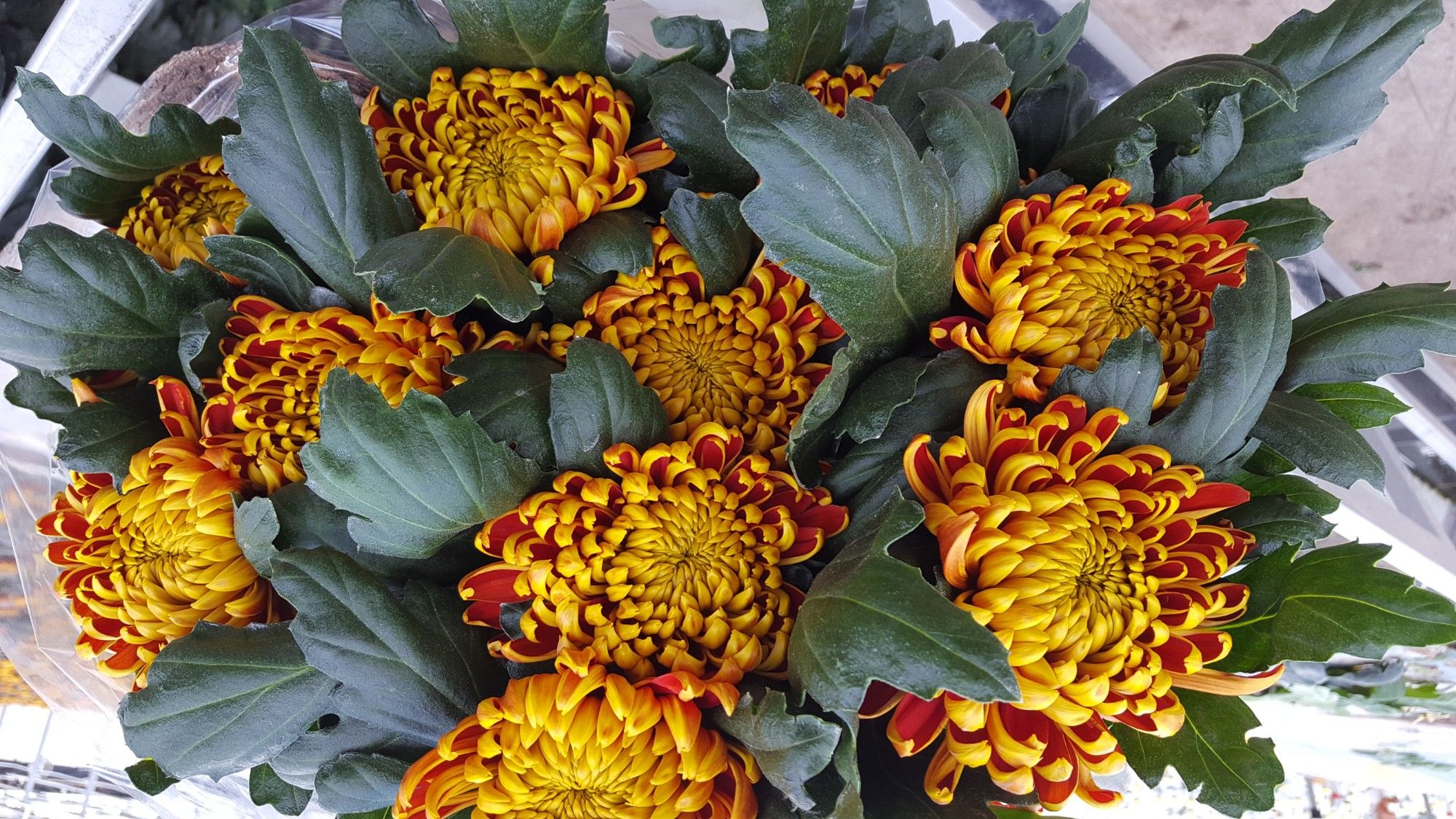 Хризантема од. Фуэго 80, шт.