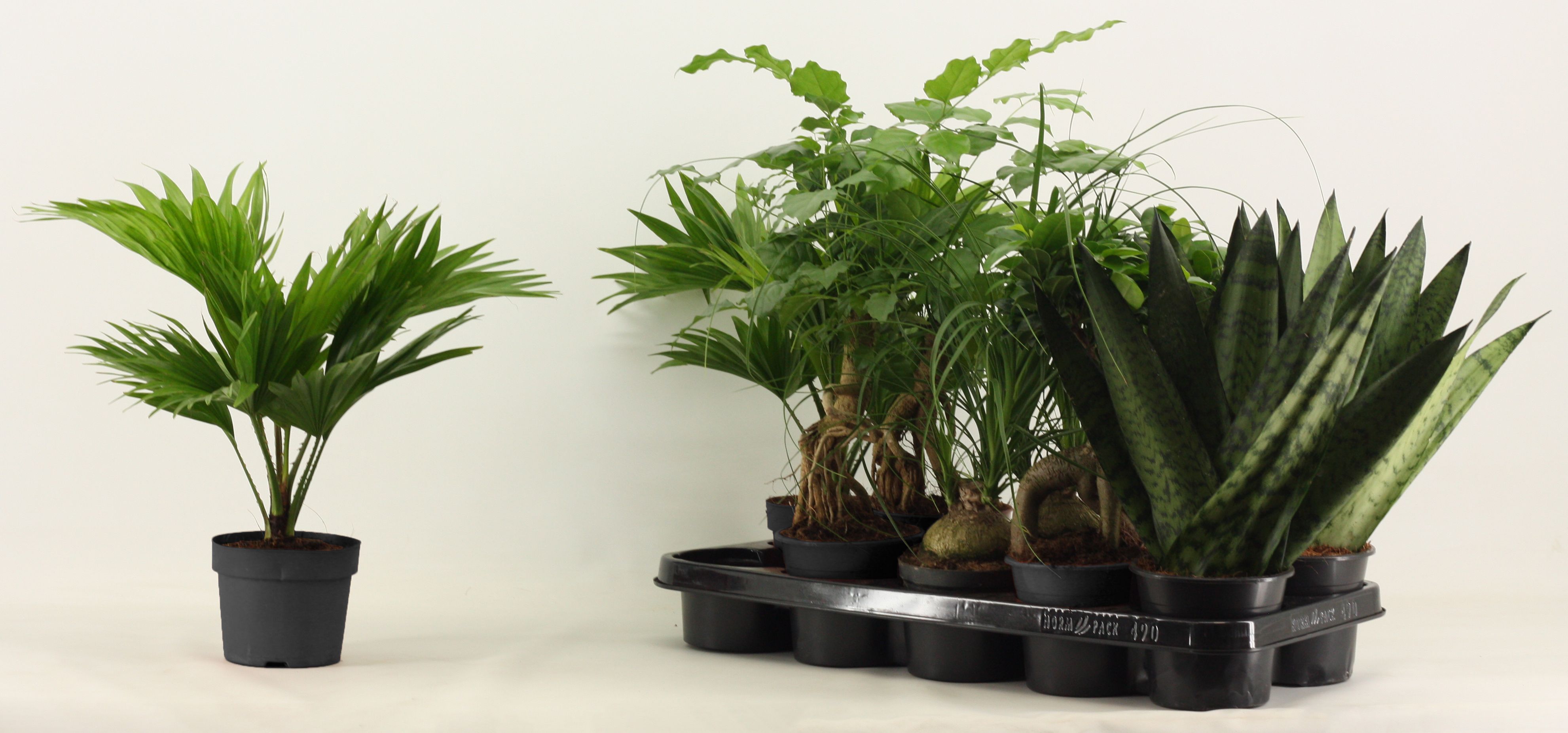 Groenmix 12 cm, D 12