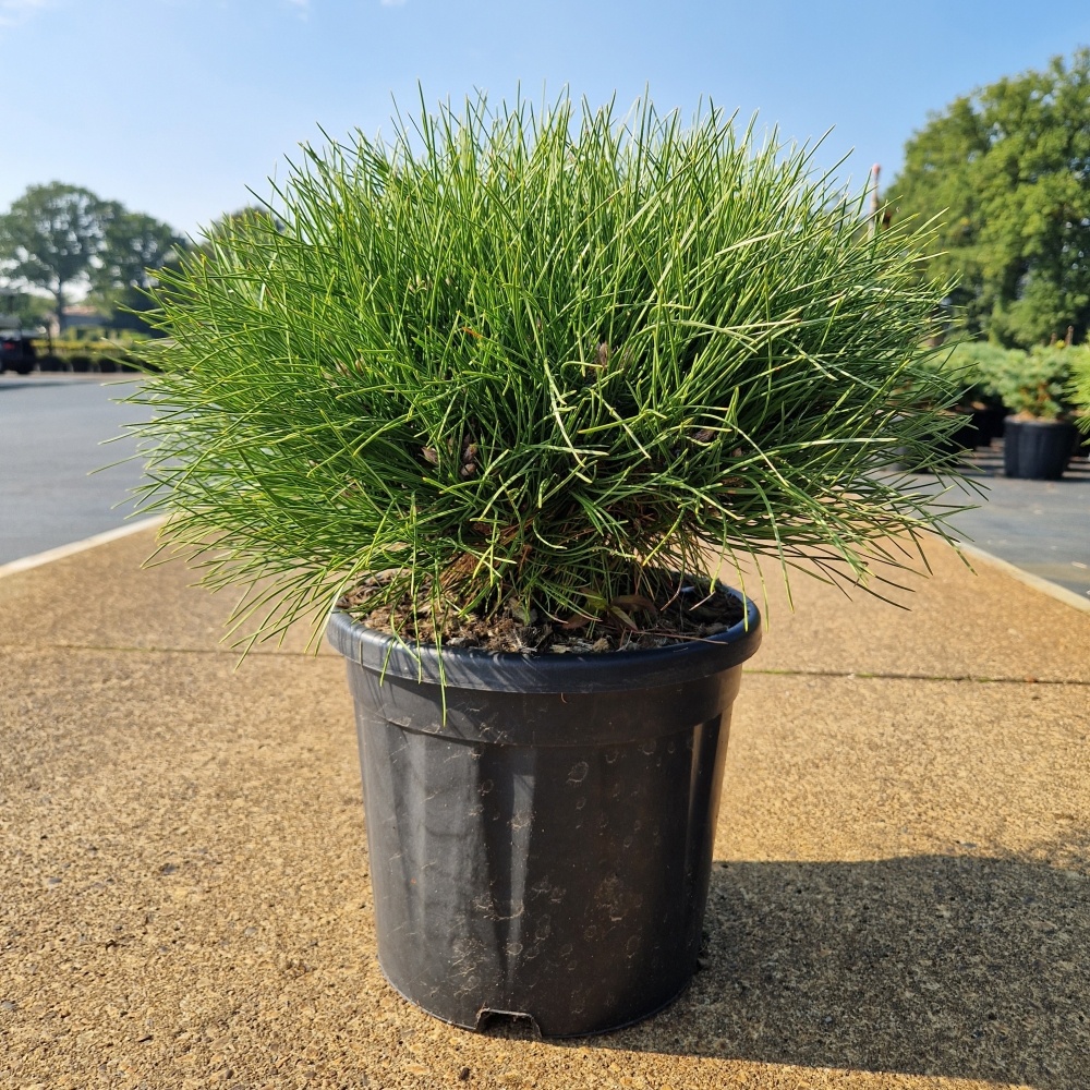 Pinus nigra 'Marie Bregeon'®, D 28 cm