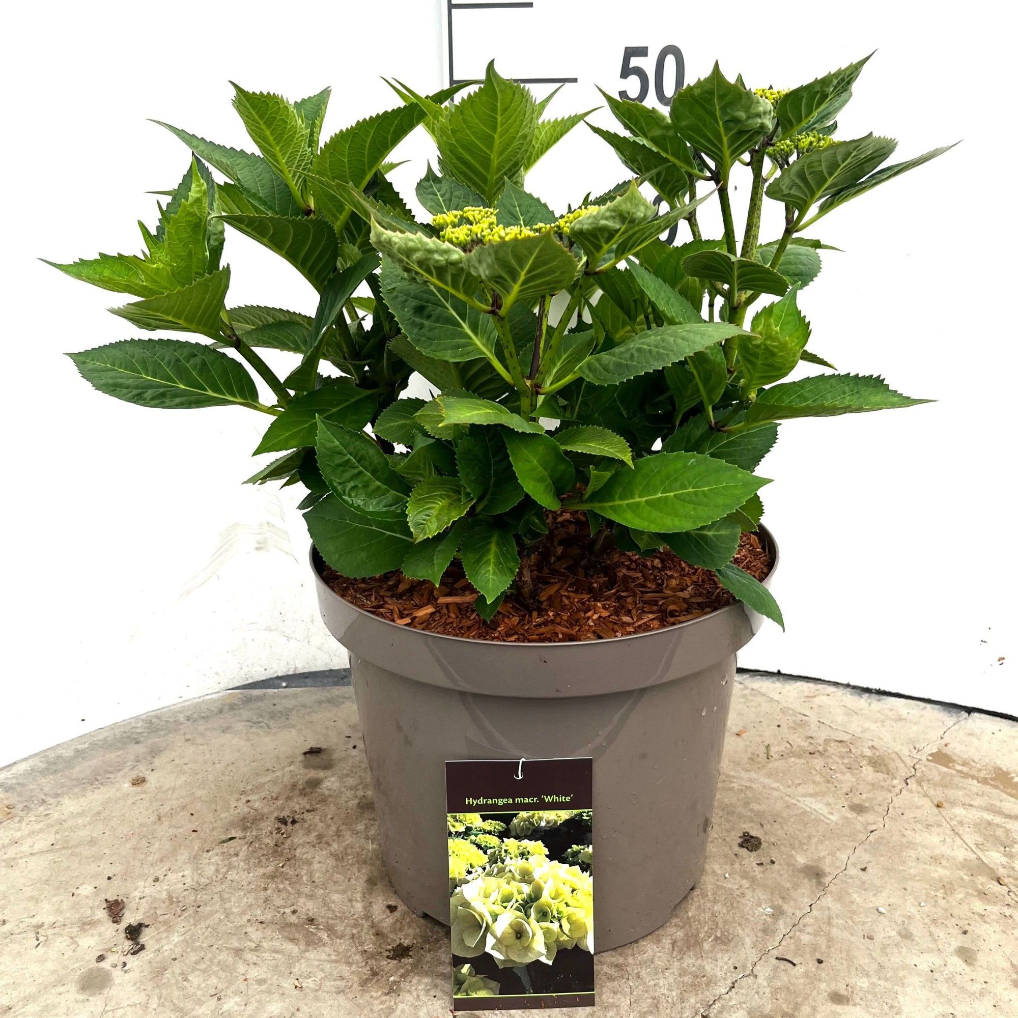 598 VPK : Pot 29 cm HYDRANGEA MACROPHYLLA WHITE, D 29