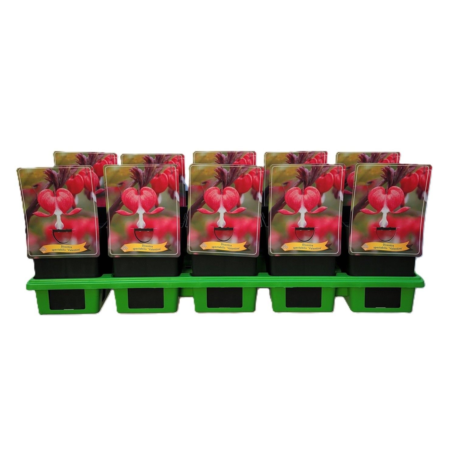 Dicentra spectabilis Valentine P11, D 11 cm