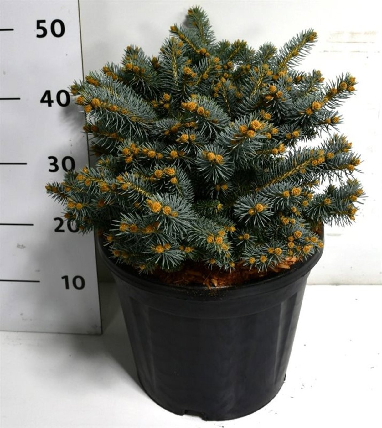 Picea pungens 'Glauca Globosa', D 32 cm