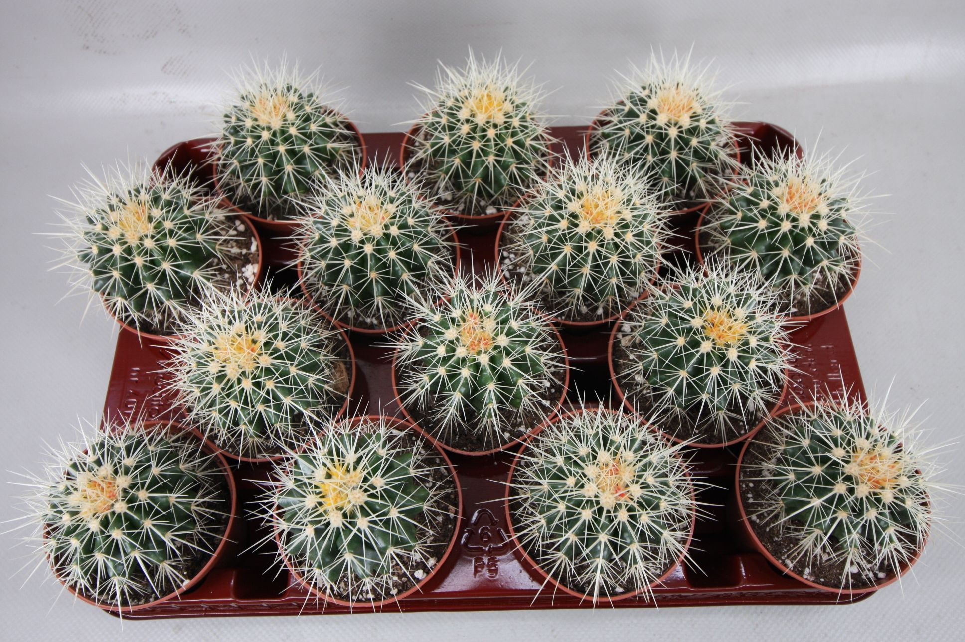 3 Echinocactus Grusonii 8,5 cm, D 8,5