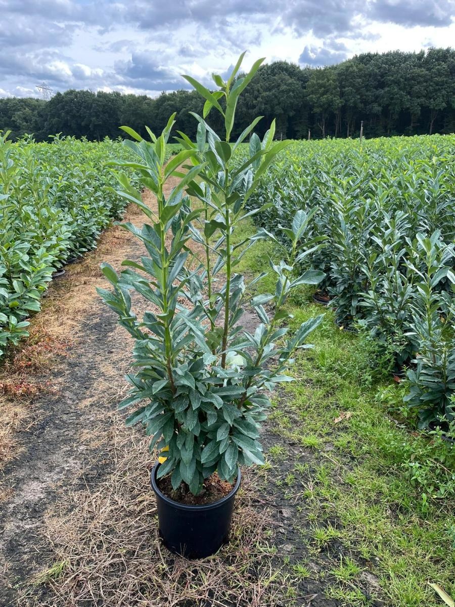 Prunus l. Elly, D 36