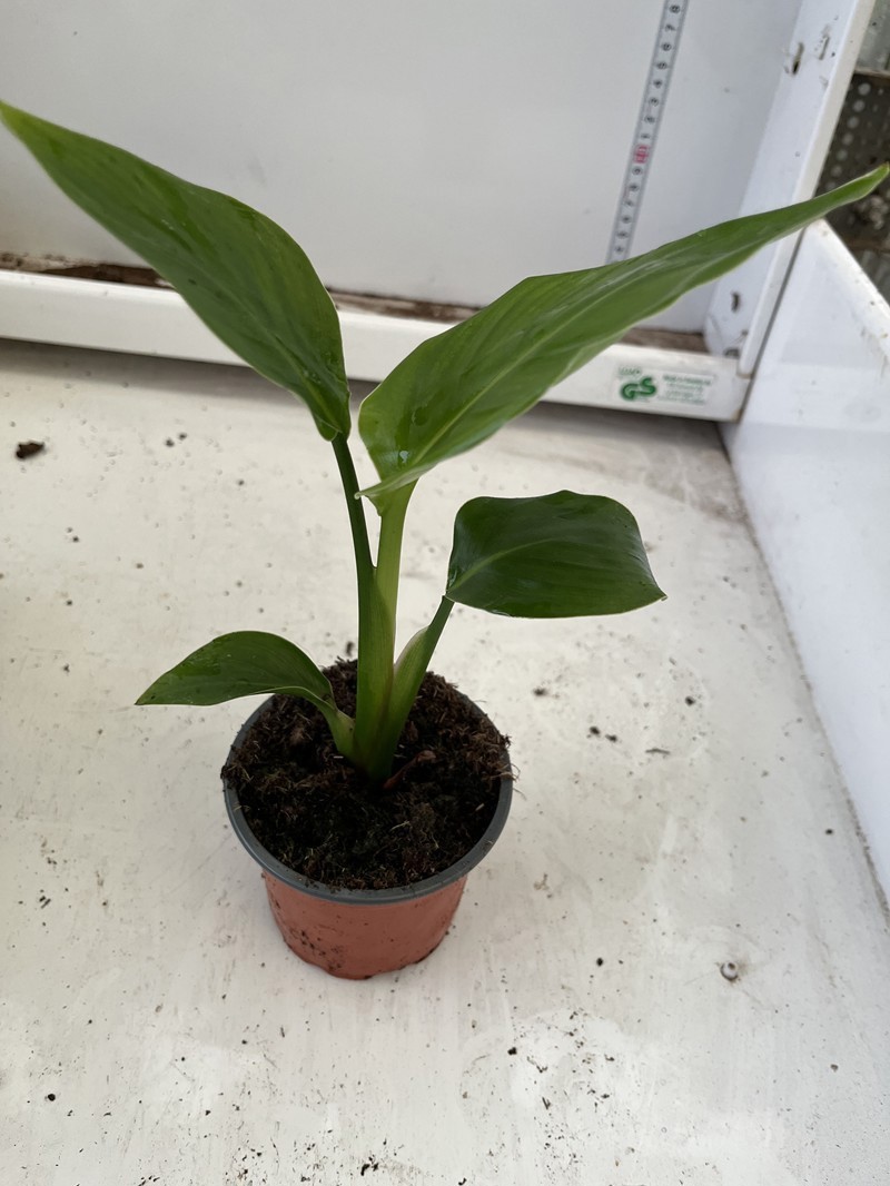 STRELITZIA NICOLAI, D 9