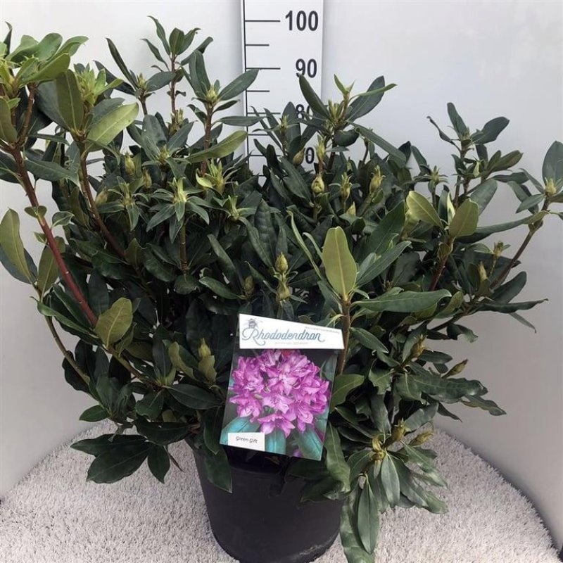 Rhododendron pont. 'Roseum', D 48
