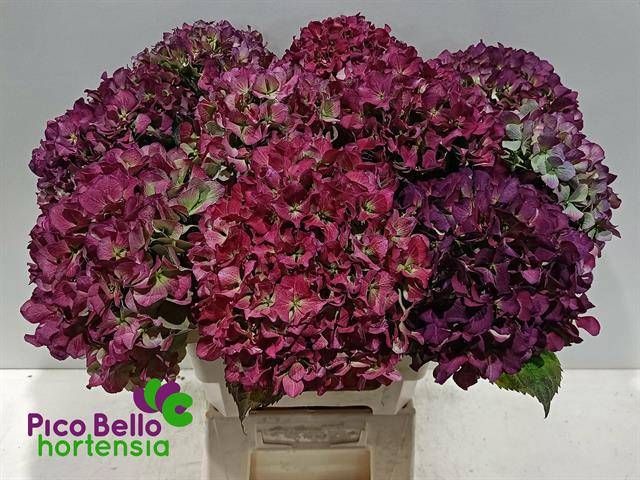 Гортензия Роял Бенефит Классик 60, шт.