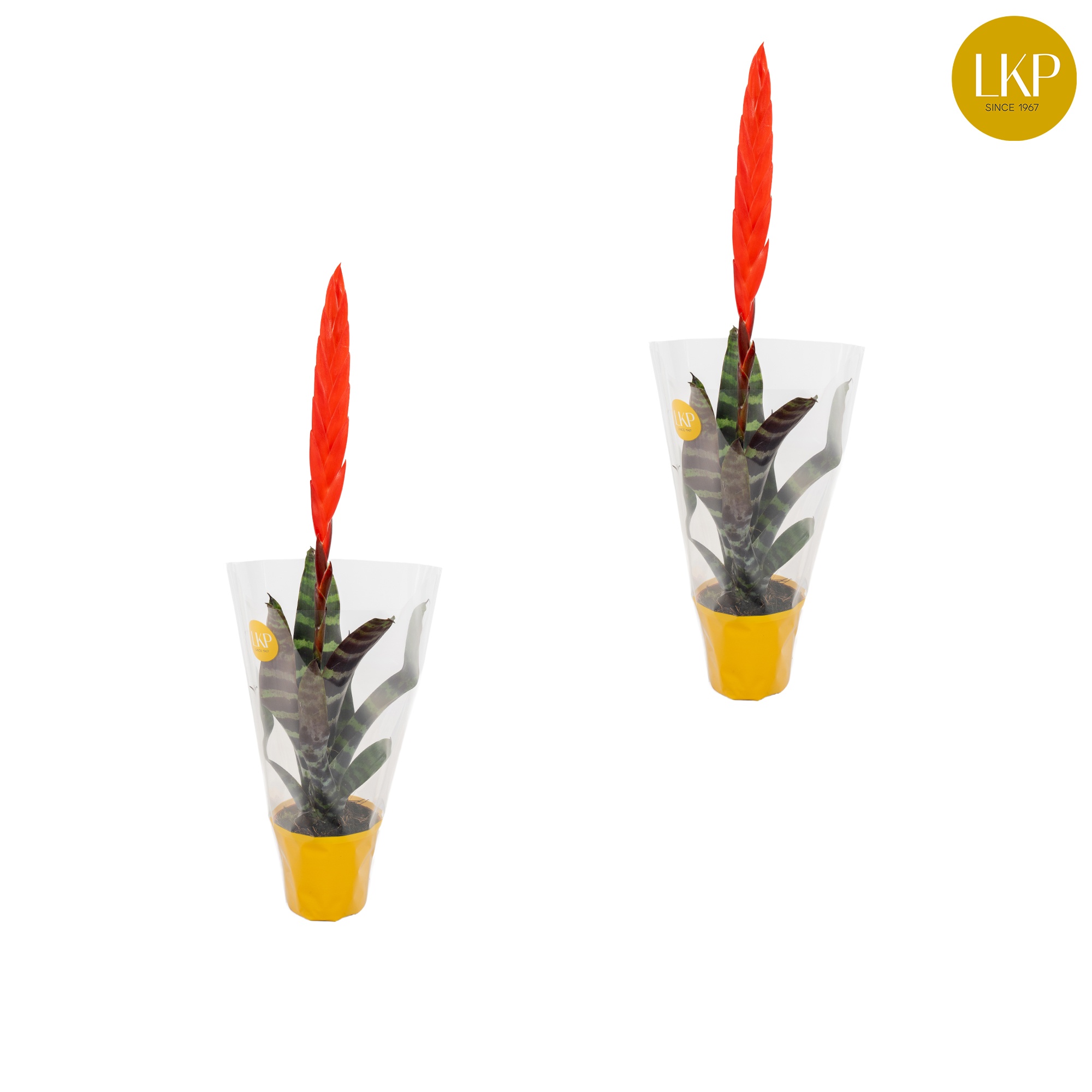 Vriesea Era Rood (Met Hoes), D 9