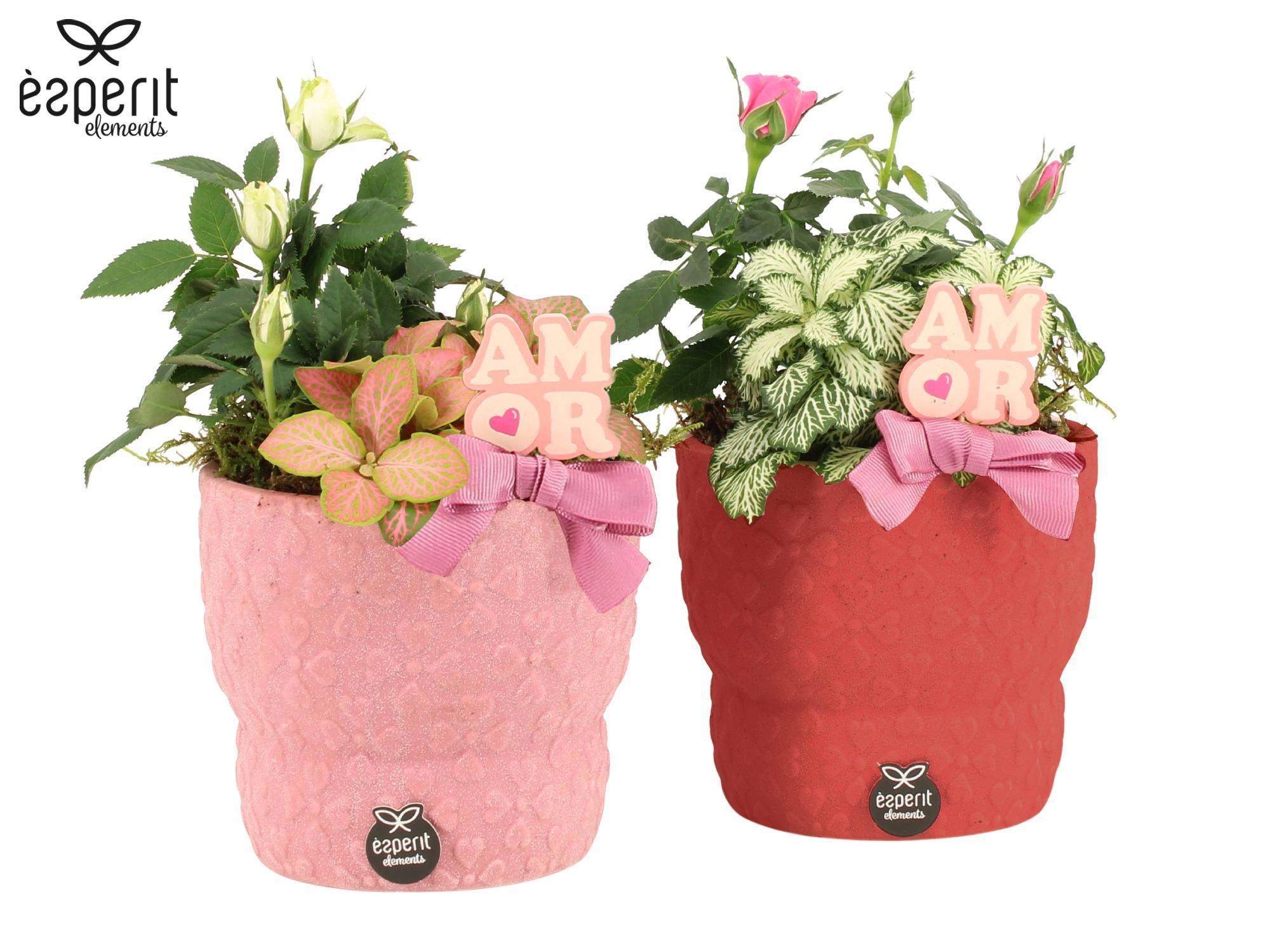 22040: Lovess arrangement, D 12