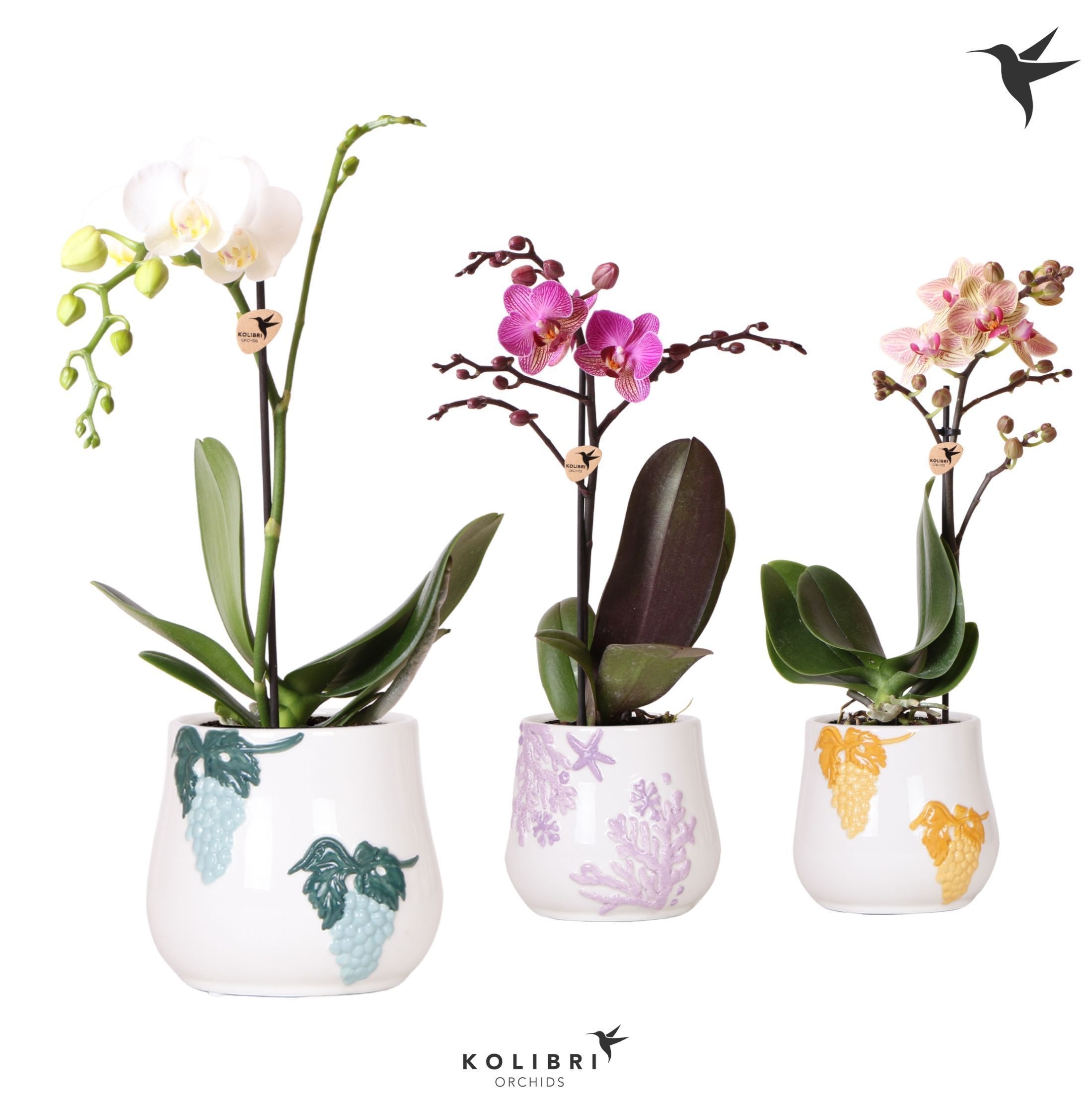 Kolibri Orchids Phalaenopsis mix 1 spike in Coral pot mix, D 9