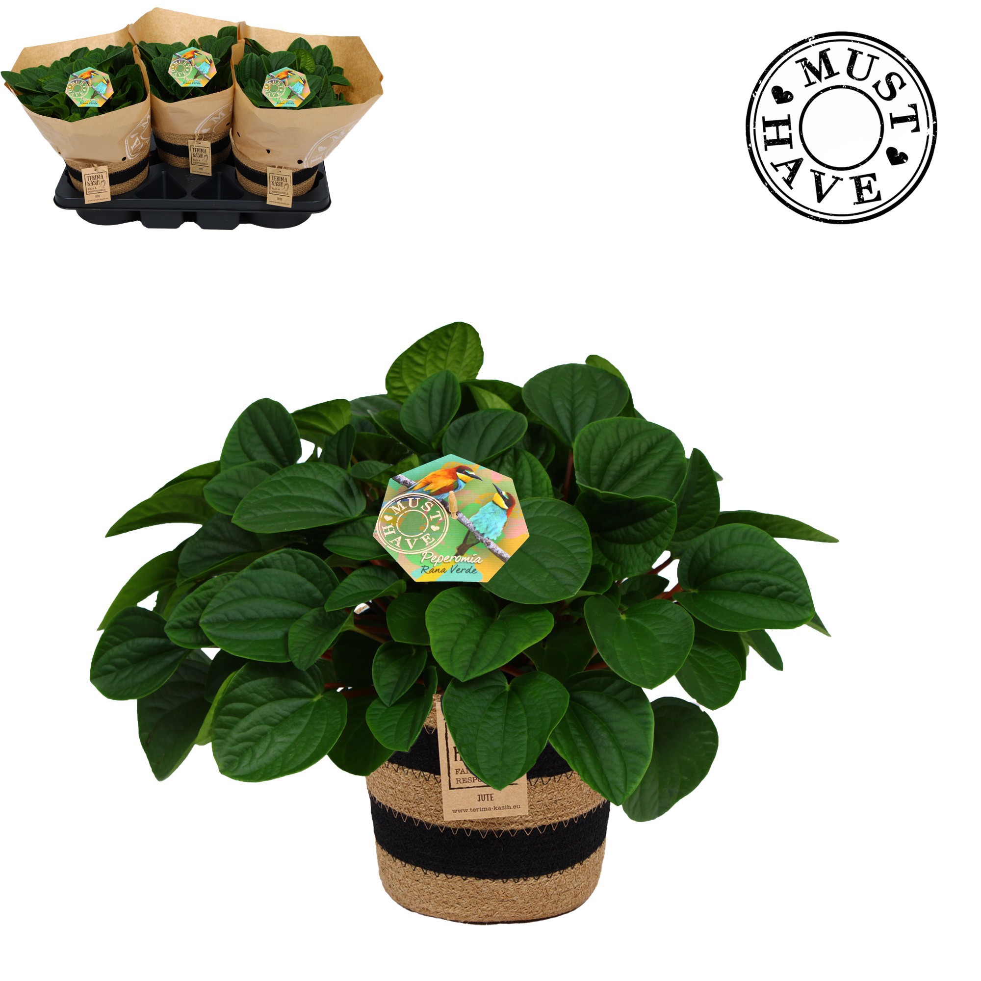 Peperomia ''Rana Verde'' in Jutte Mand 'Must Have', D 17 cm