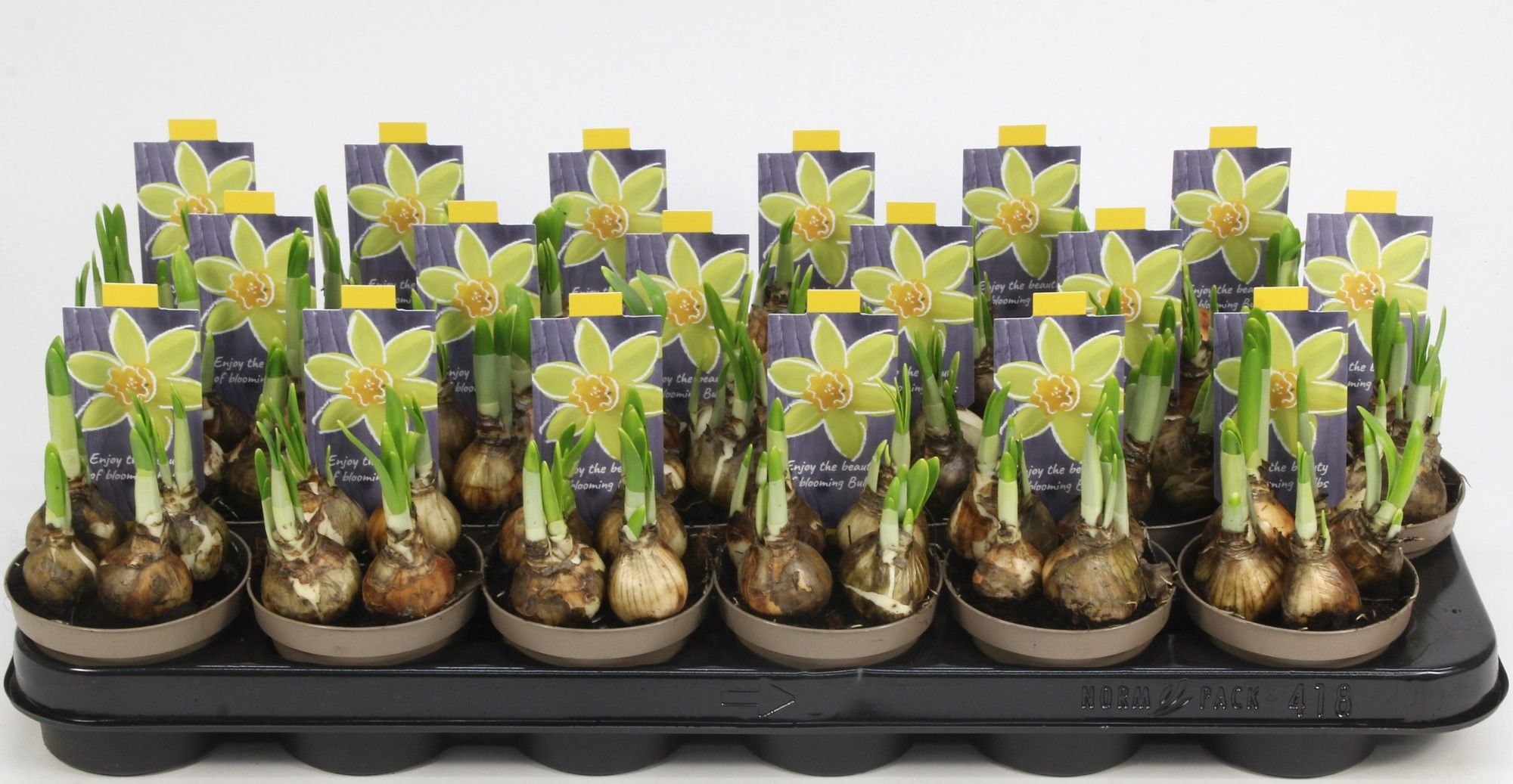 NARCIS TETE A TETE 09, D 9