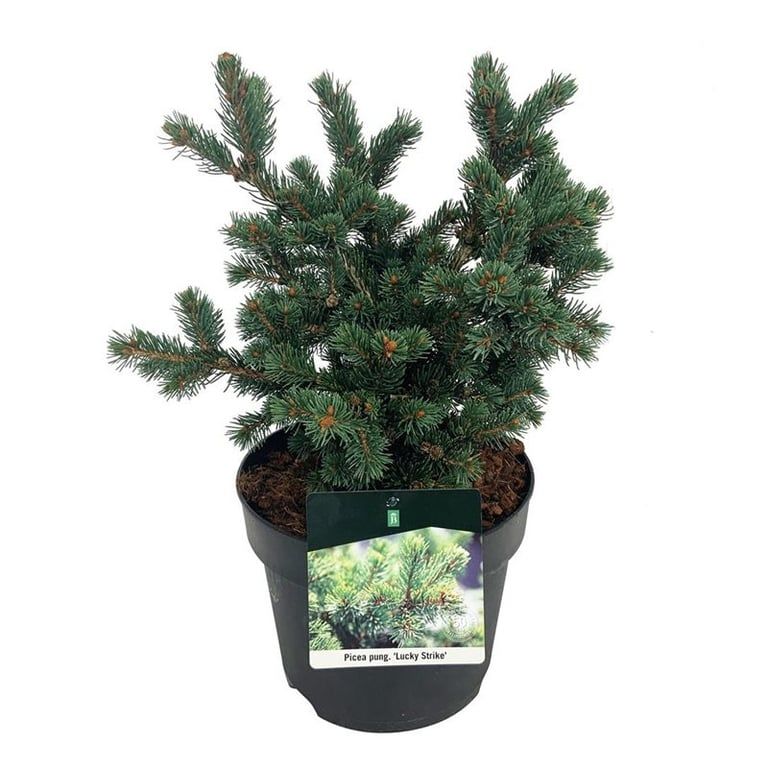 Picea pung. 'Lucky Strike', D 26