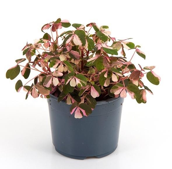 OXALIS VULCANICOLA 'CRAZY PLUM', D 10