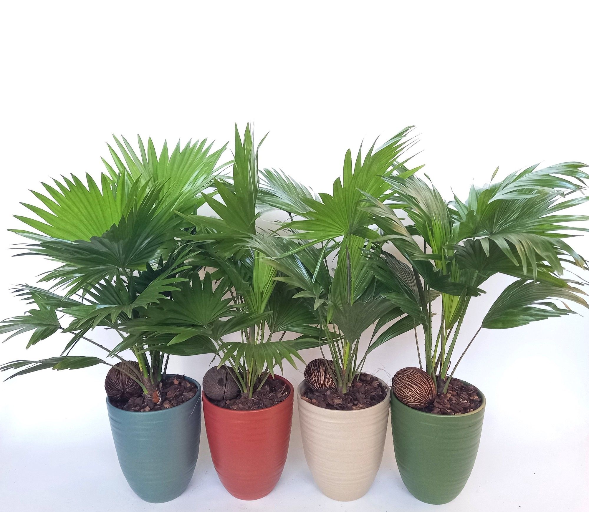 Livistona Nancy Pearl 830, D 14