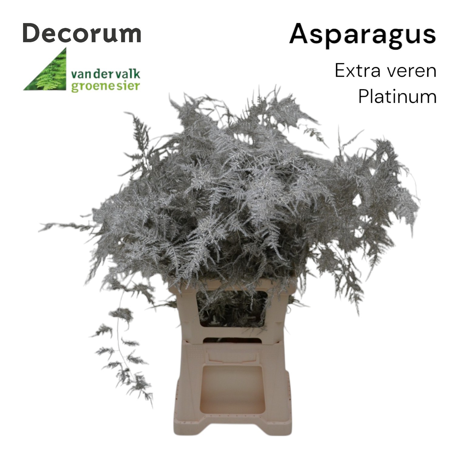 Аспарагус Овериг Крашеный (краш. ) 65, шт.