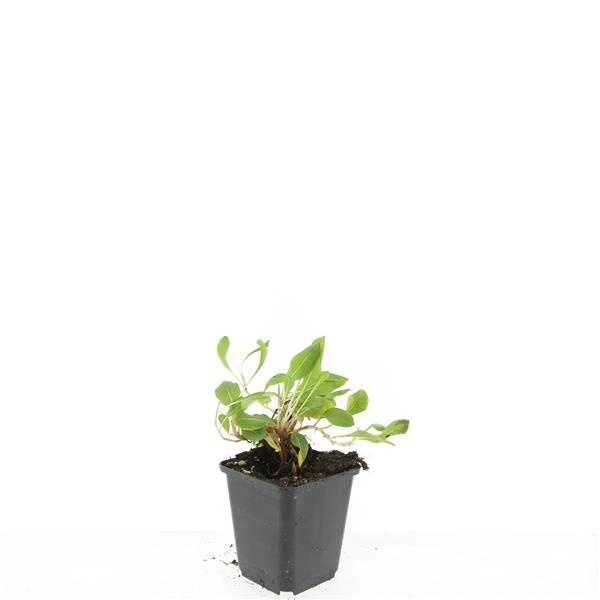Persicaria aff. 'Darjeeling Red', D 9 cm Persicaria aff. 'Darjeeling Red', D 9 cm