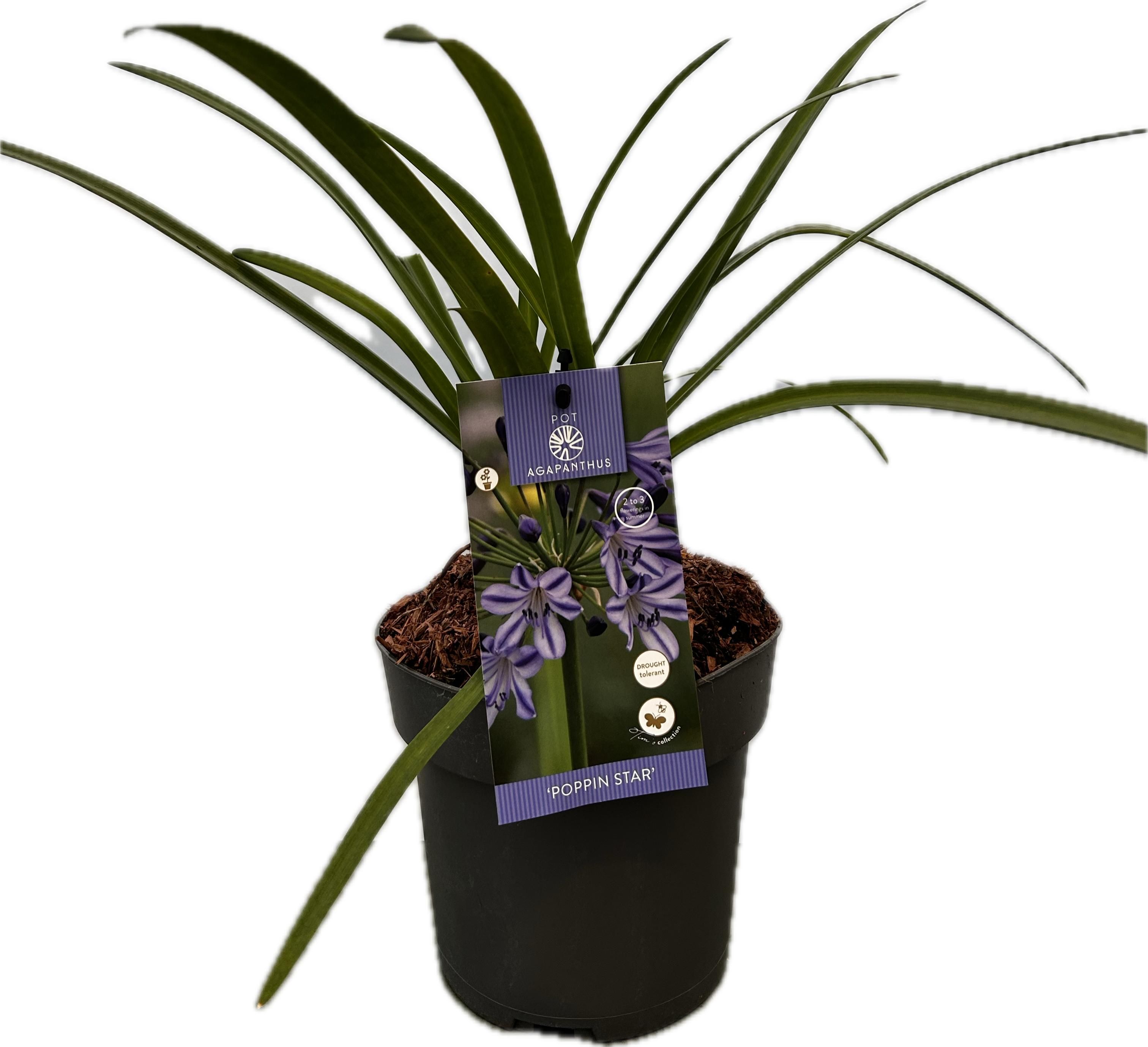 Agapanthus 'Poppin star' P17 EVERGREEN, D 17