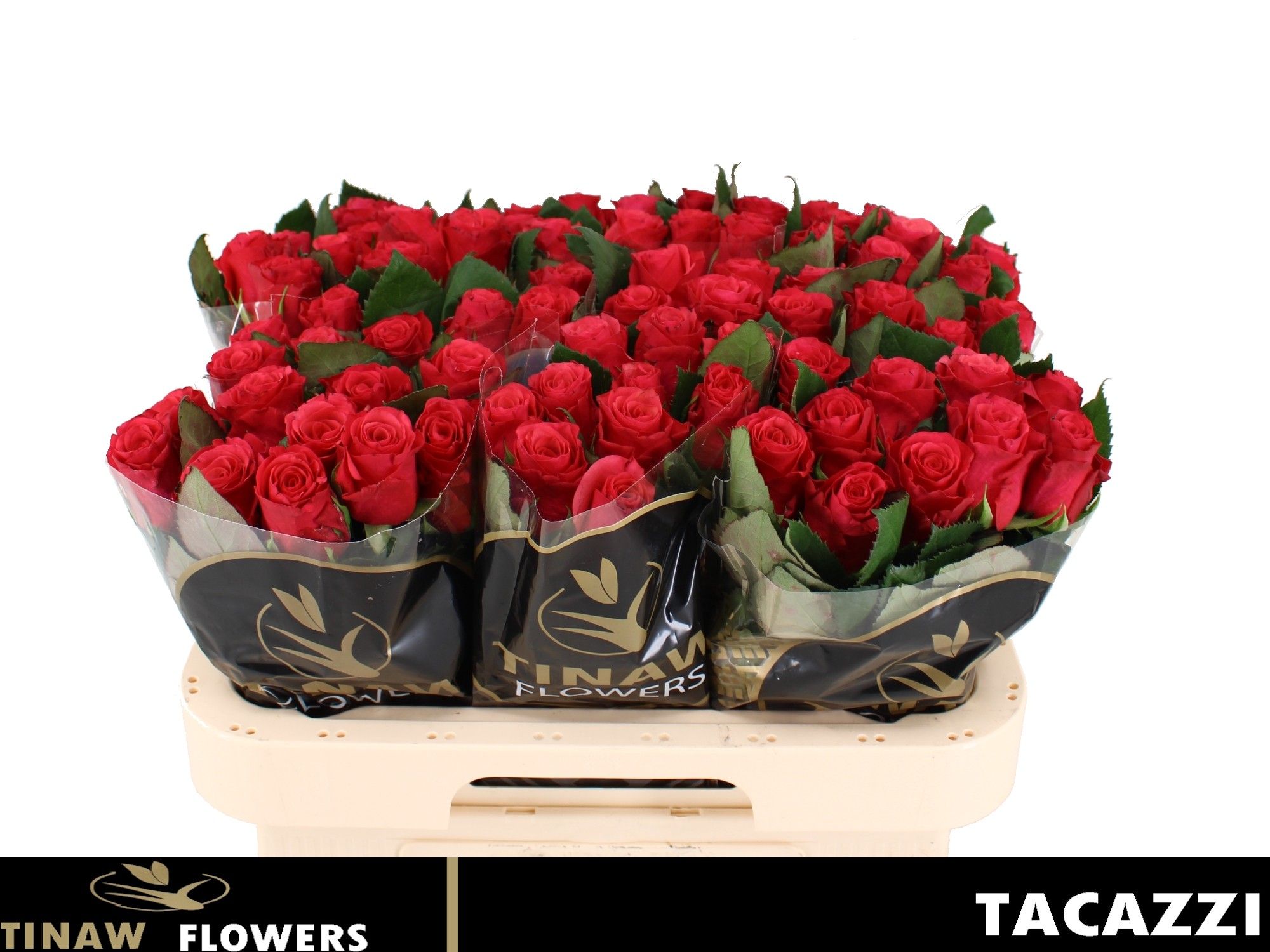 Роза од. Такази+ 60, шт.