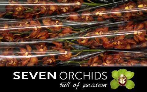 Цимбидиум Оранж Холланд x6 80, шт.