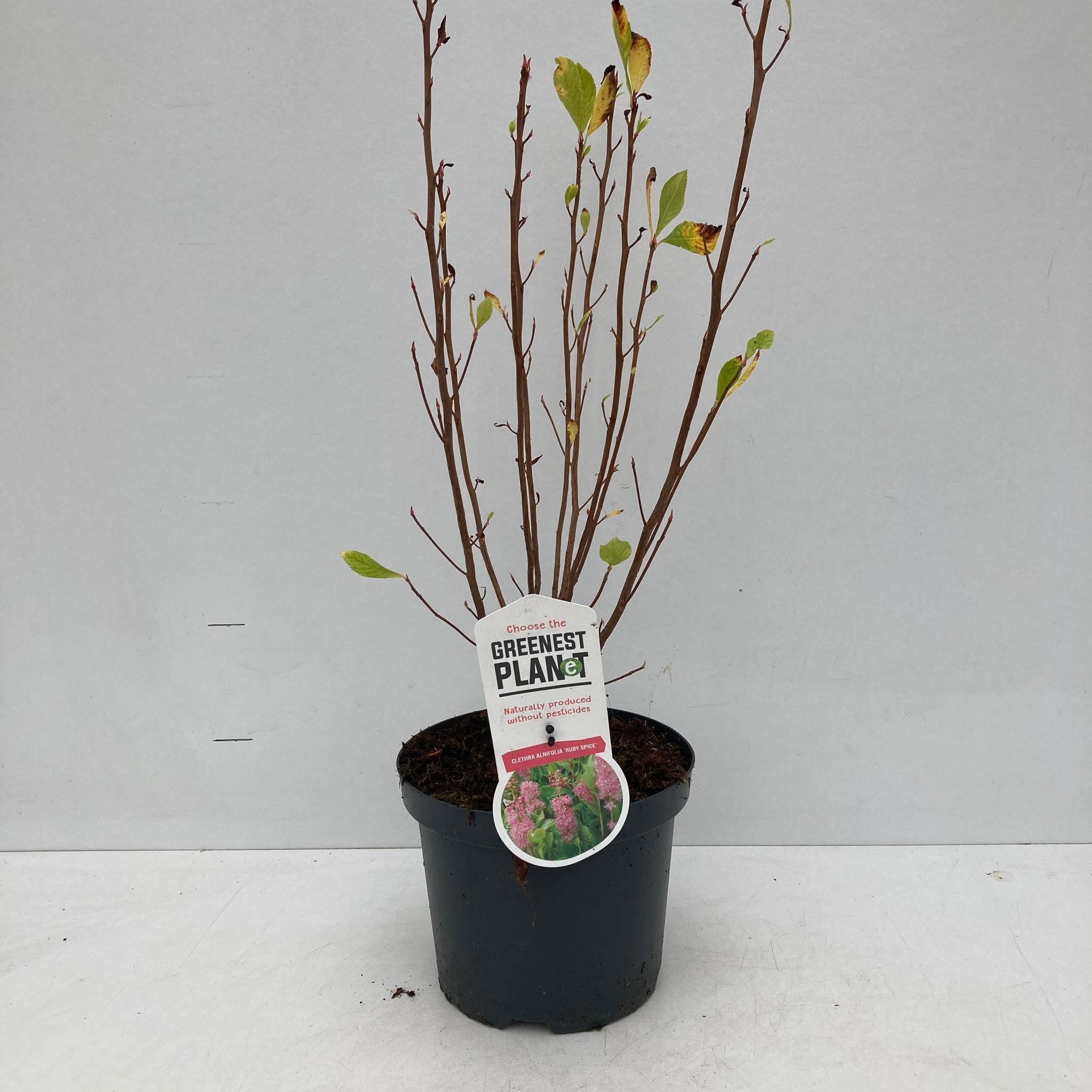 Clethra alnifolia 'Ruby Spice', D 19