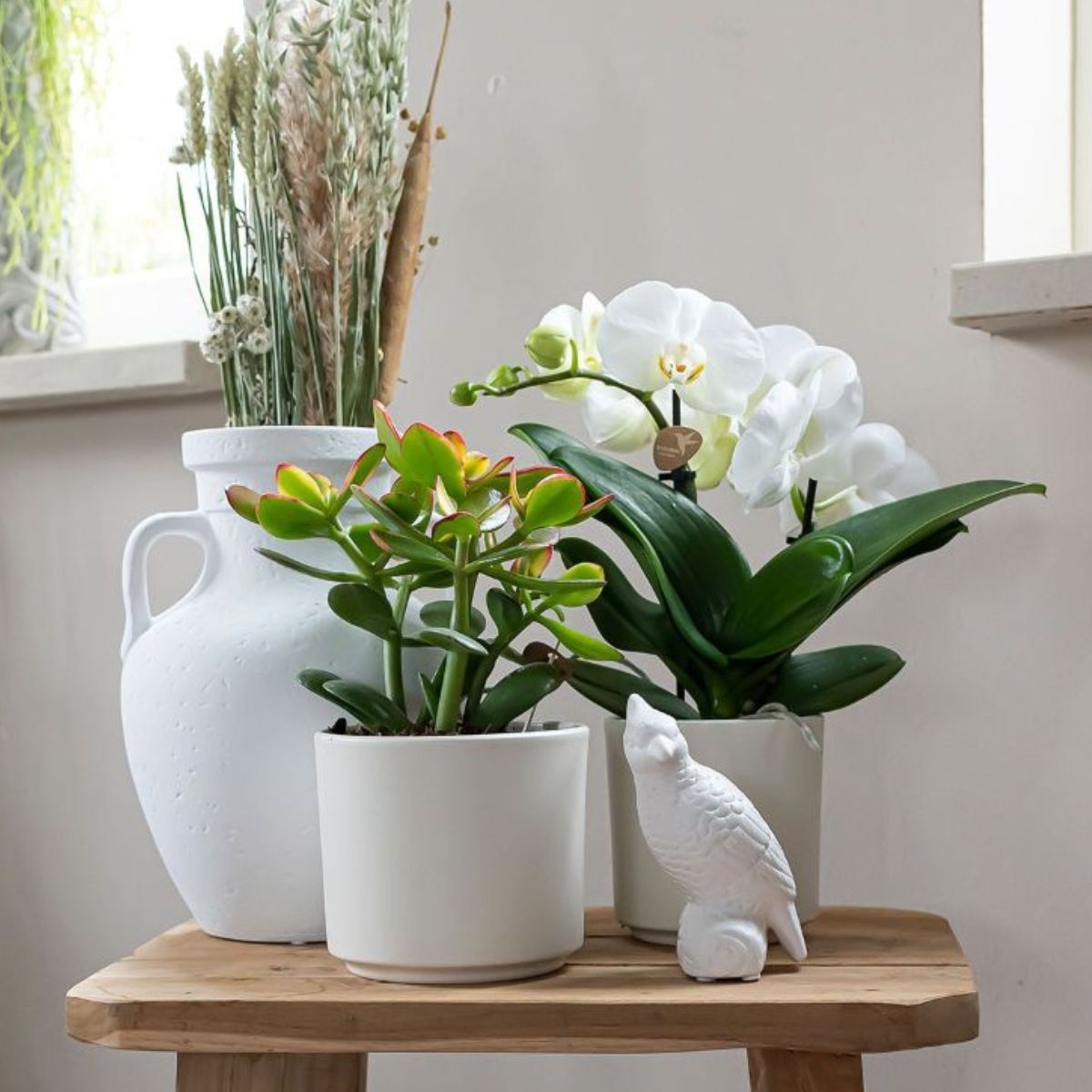 Kolibri Greens Succulenten mix in Simplicity pot mix, D 6