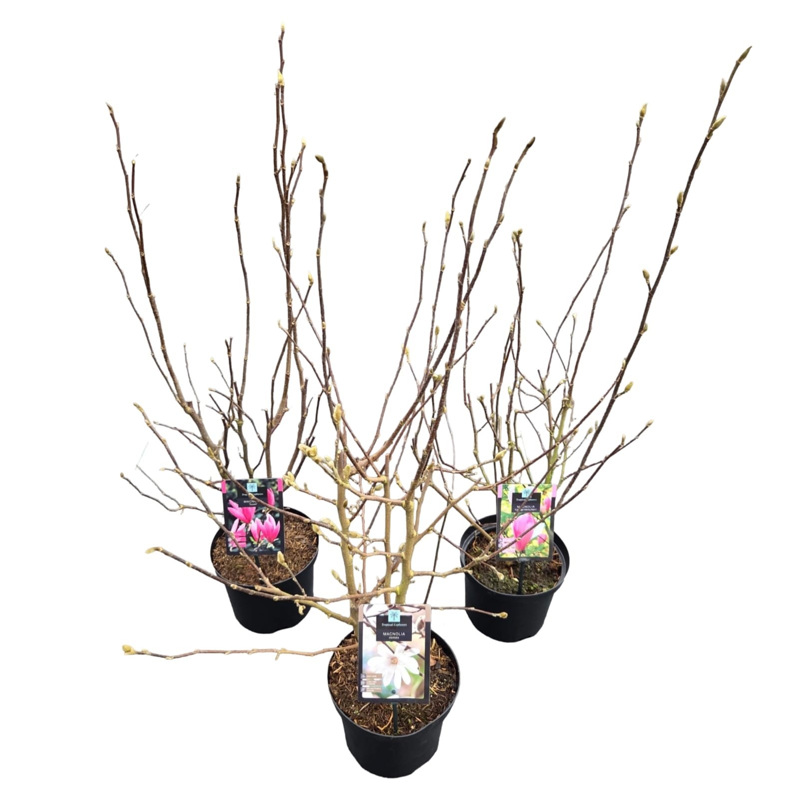 Magnolia 'Mix', D 21