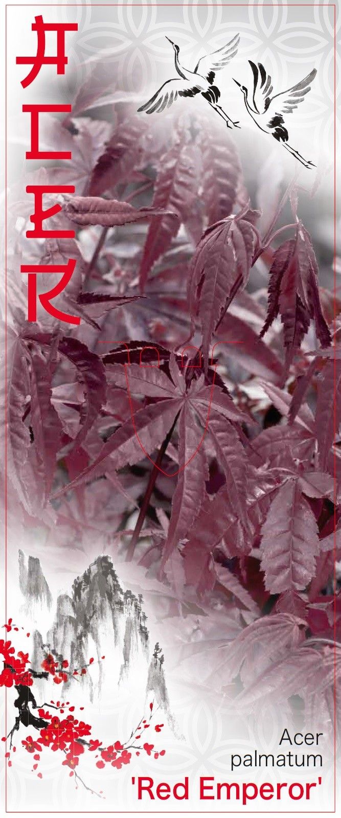 Acer palmatum 'Red Emperor' P26 Full CC, D 26