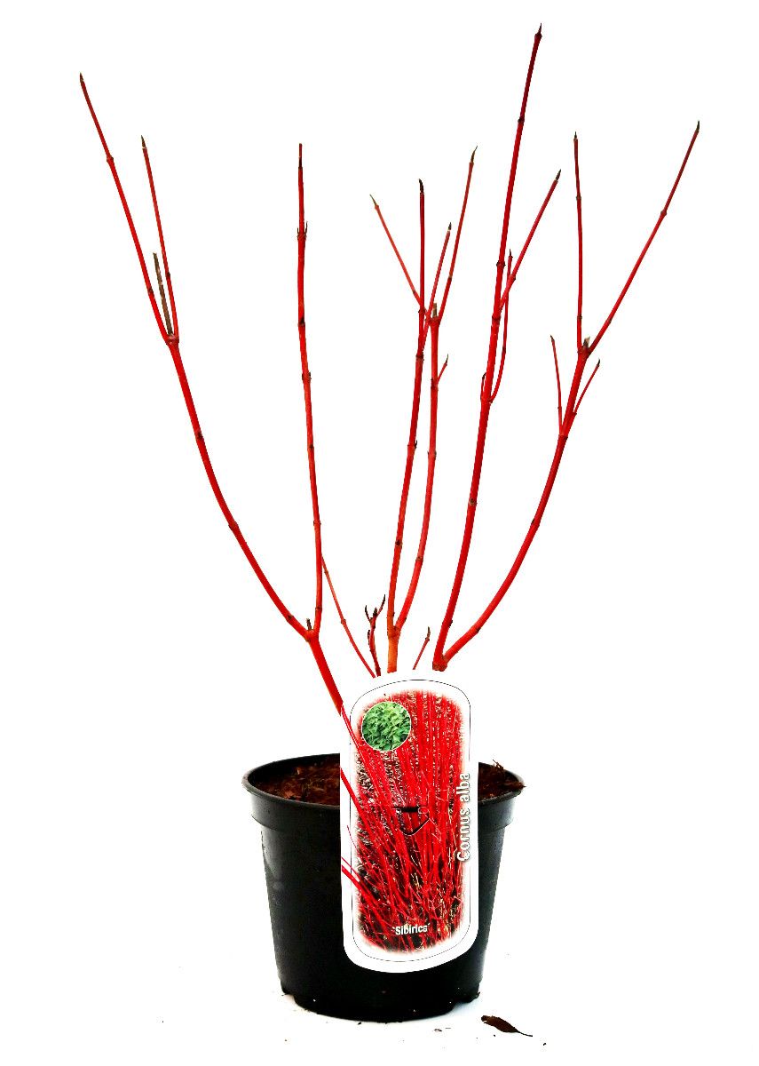 Cornus alba 'Sibirica', D 19