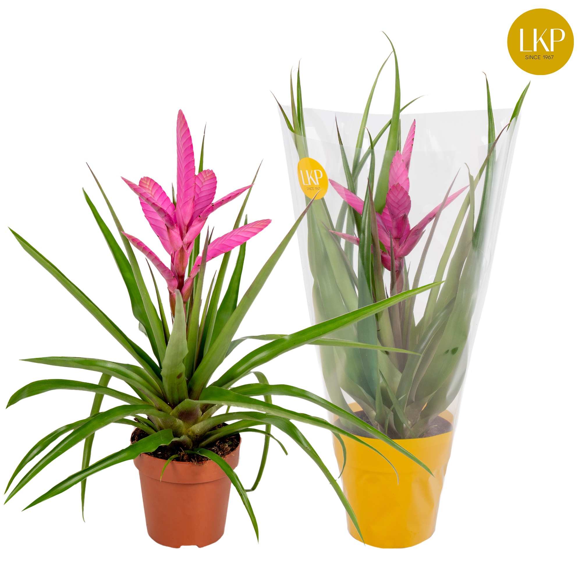 Tillandsia Antonio Roze (Met Hoes), D 12