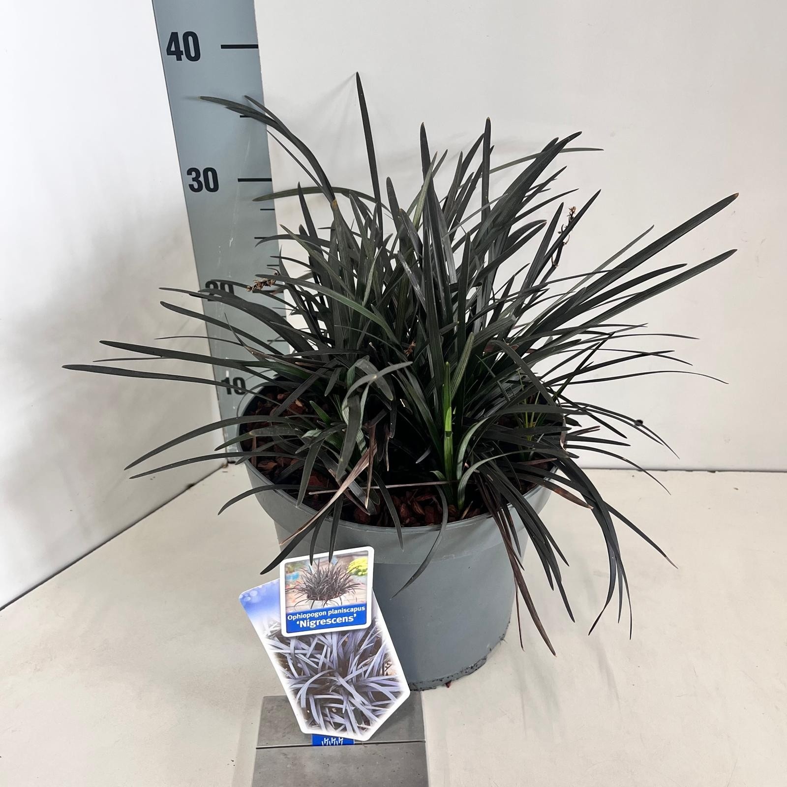 Ophiopogon plan. ‘Niger', D 23 cm