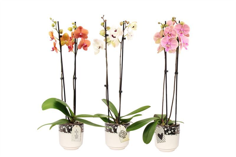 Noa p12 ombre vanille Phal mix 2T14+, D 12