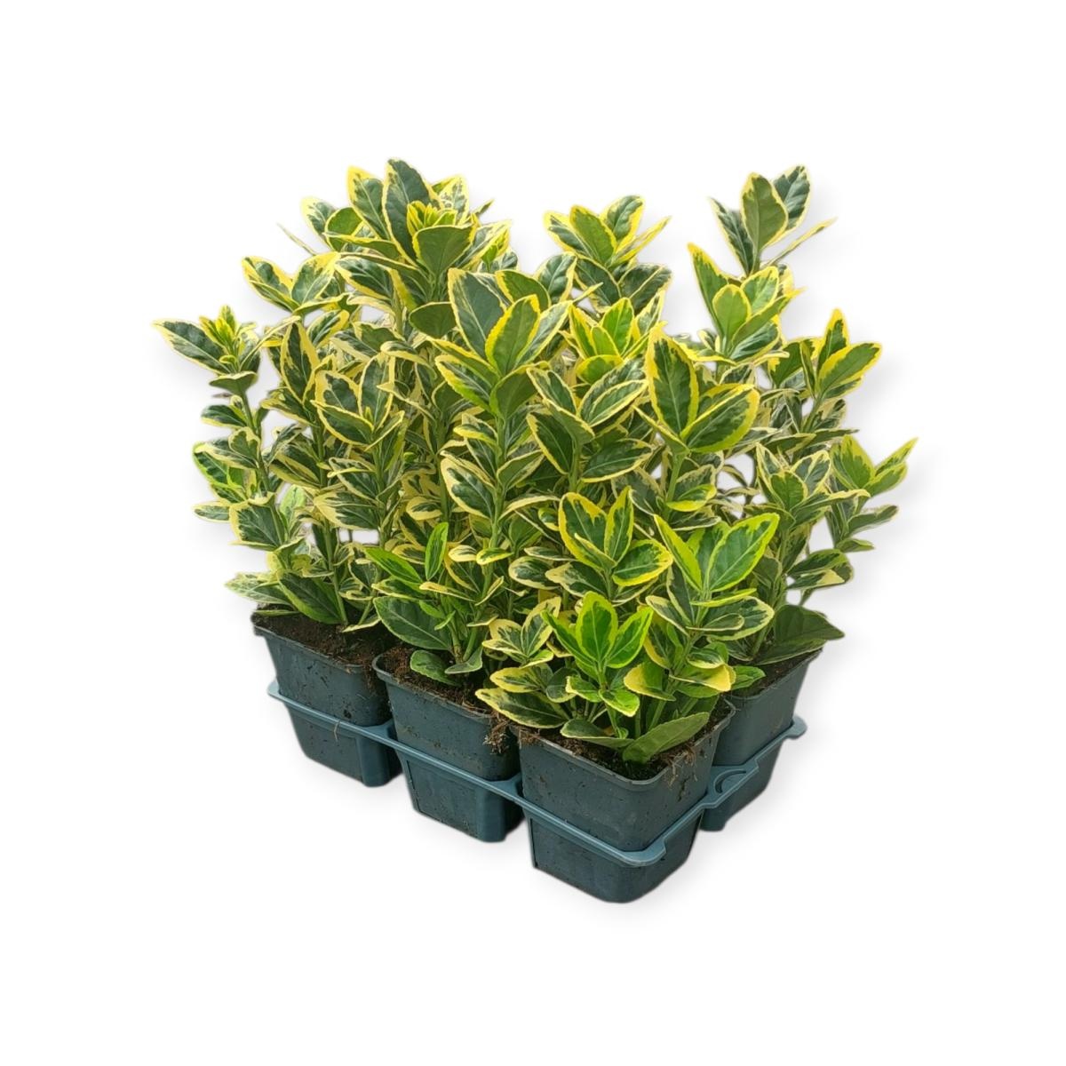 Euonymus jap. Marieke, D 9