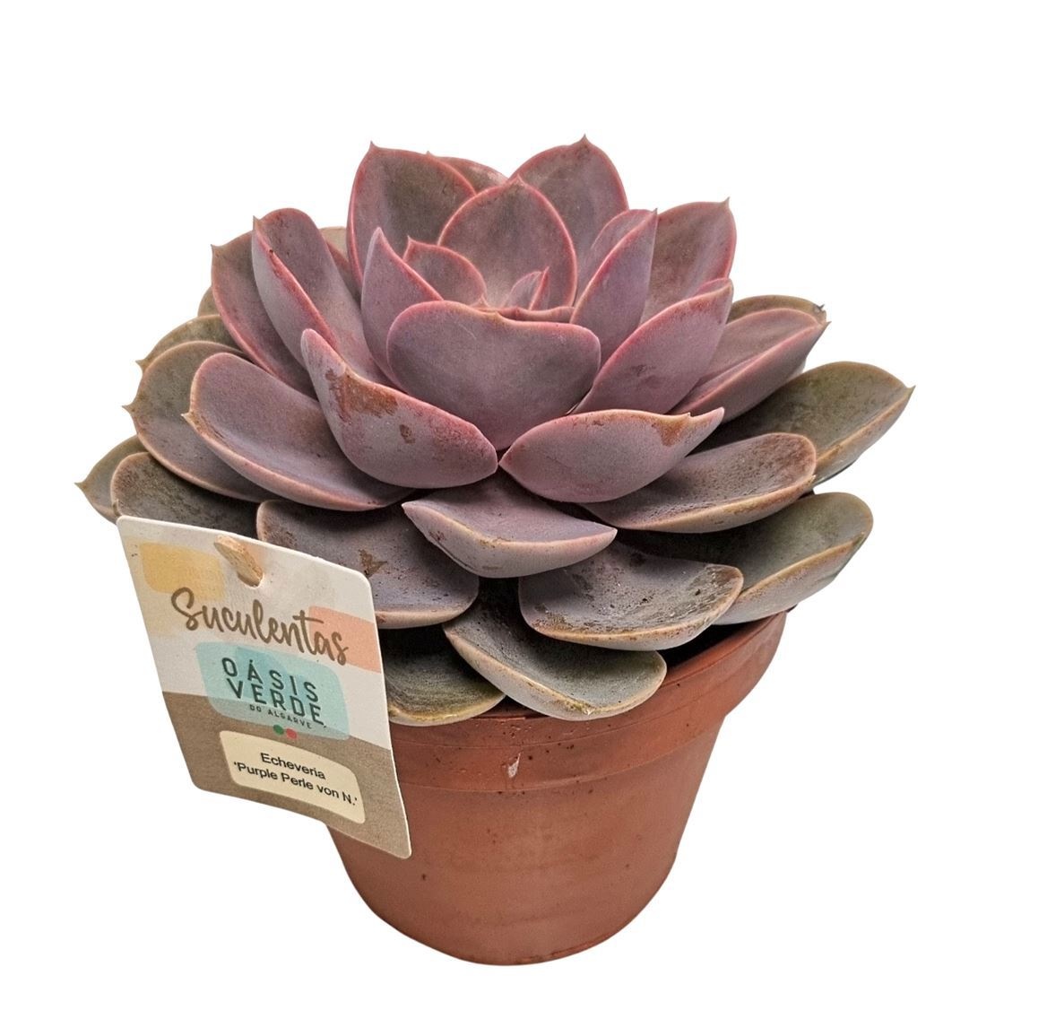 Echeveria Perle Von Nurnberg - 1154, D 14