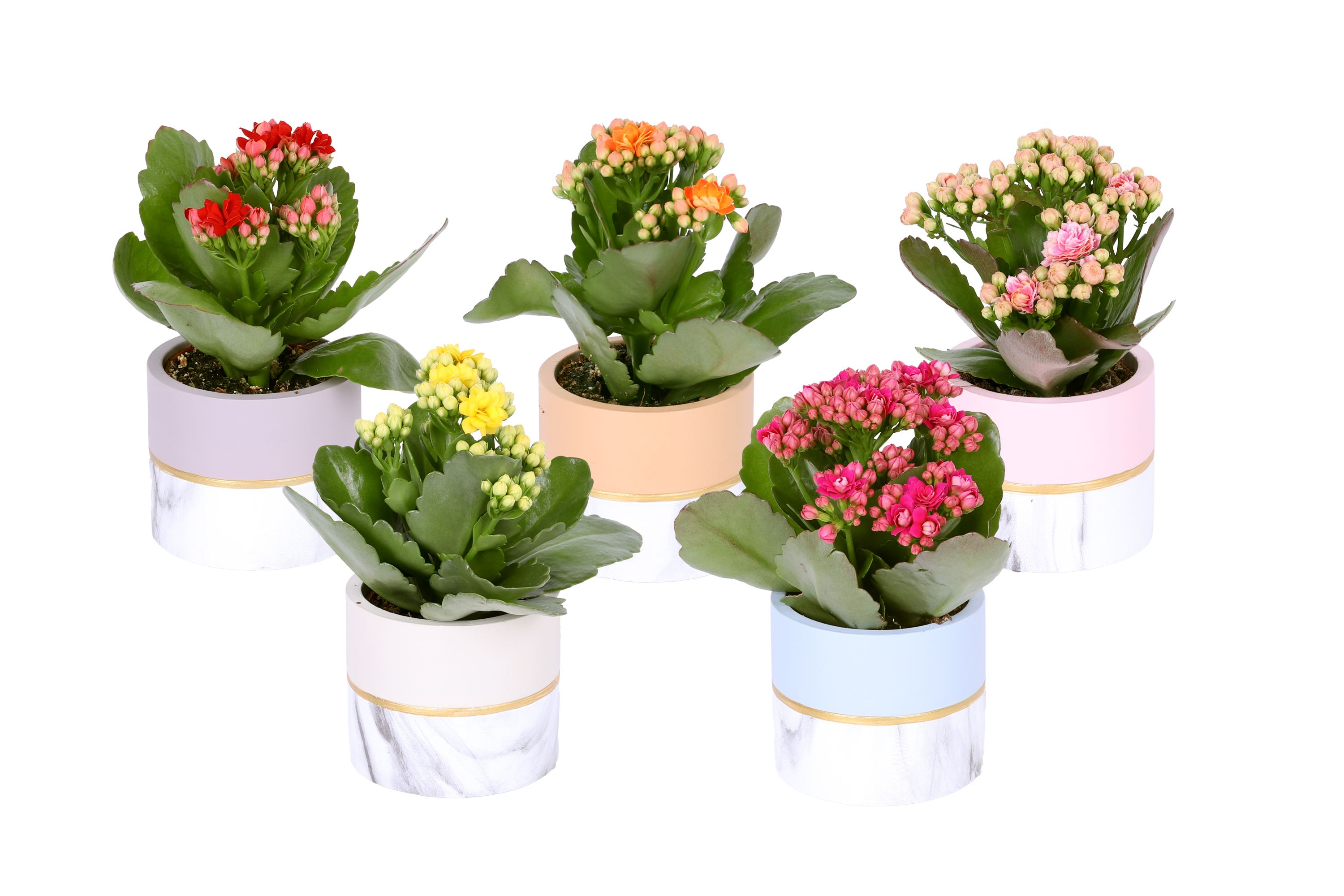 KP-884.1 - Kalanchoe Rosalina 6cm in cilinder pastelpot, D 6