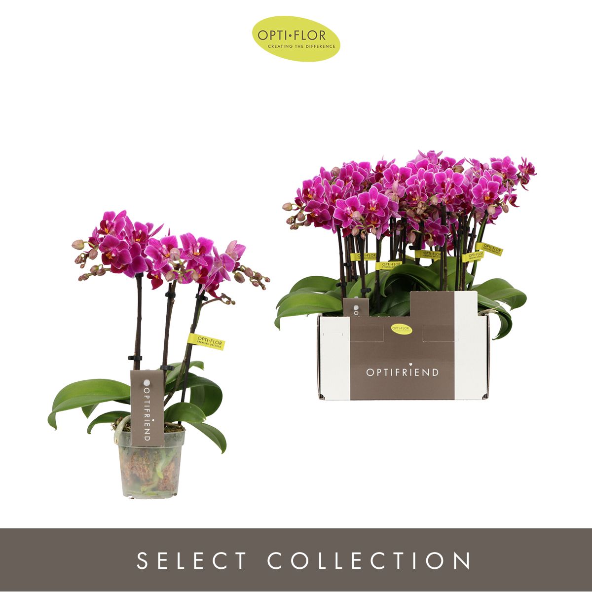 Optifriend Fay 3 spike, D 7 cm