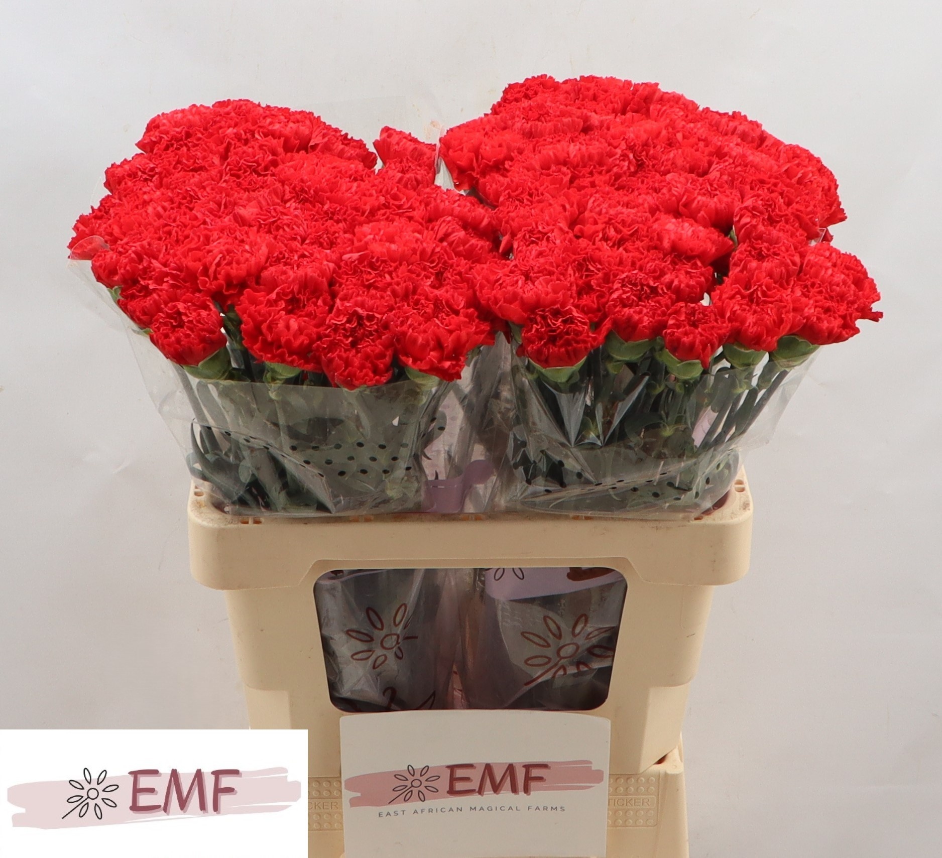 Диантус од. Спарта+, шт.