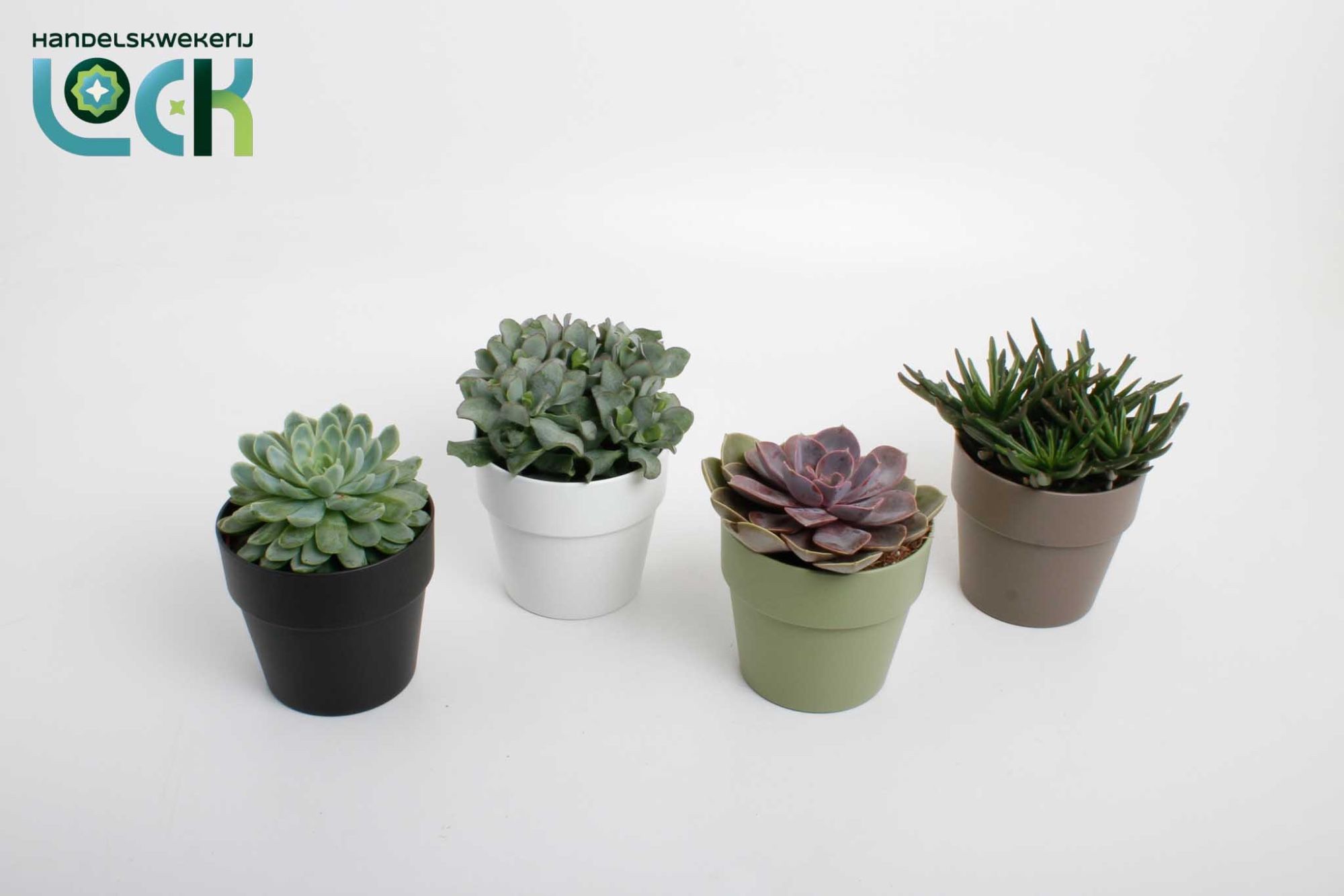 Succulenten mix in Sven kleuren mix, D 12