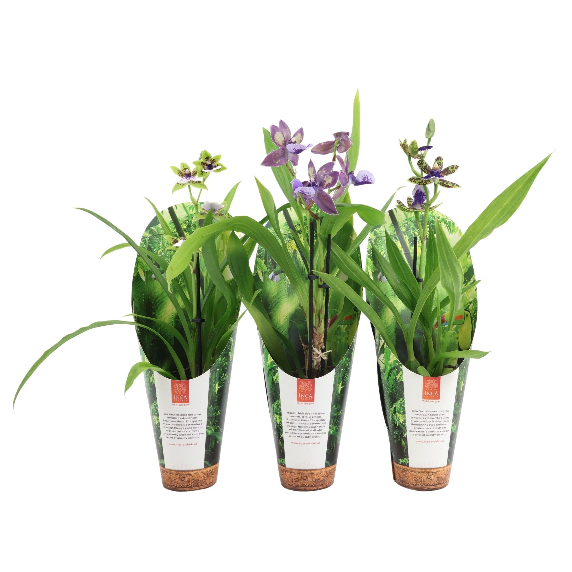 Inca Zygopetalum 1 spike 9cm in luxury jungle cover, D 9