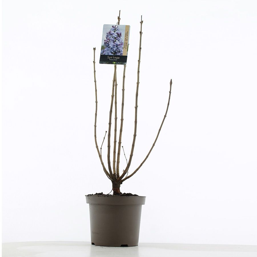 Syringa vulgaris 'Nadezhda' C7.5 (26cm.), D 26