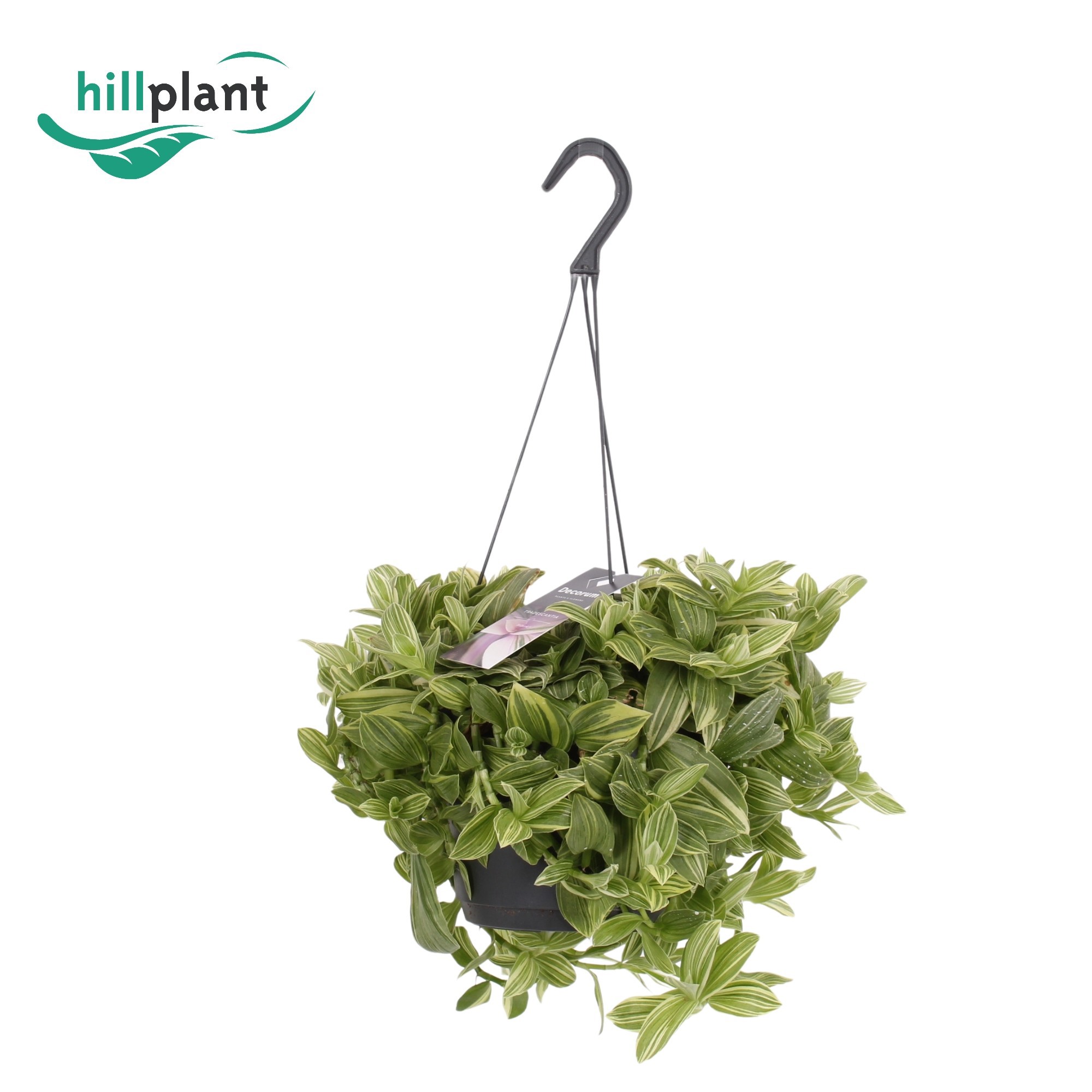 Tradescantia Ivory Hill Compact, D 17