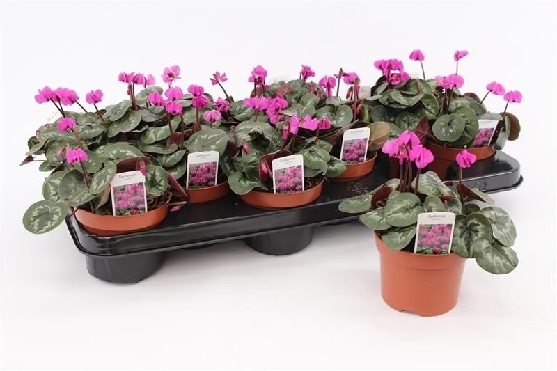 Cyclamen Coum Purple, D 10,5