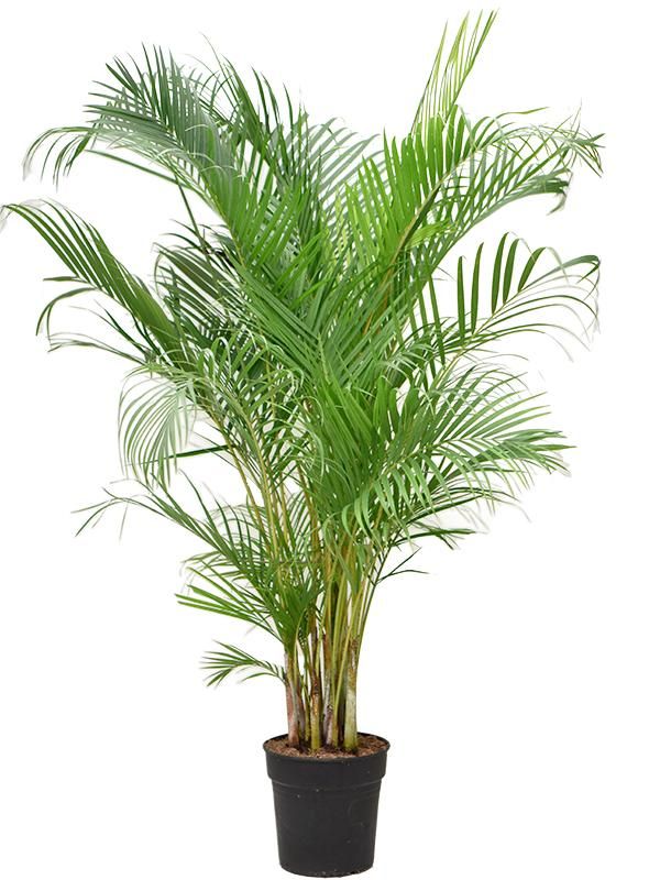 Dypsis (Areca) lutescens, D 27