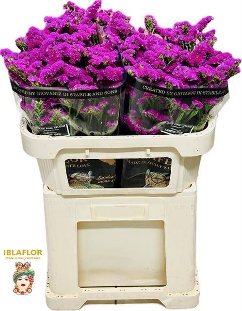 Статица Дарк Пинк Шарм 70, шт.