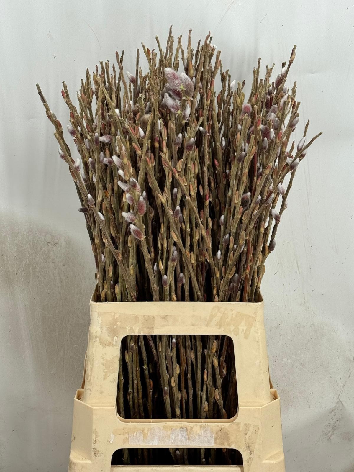 Саликс Пинк Кешн 60, шт.