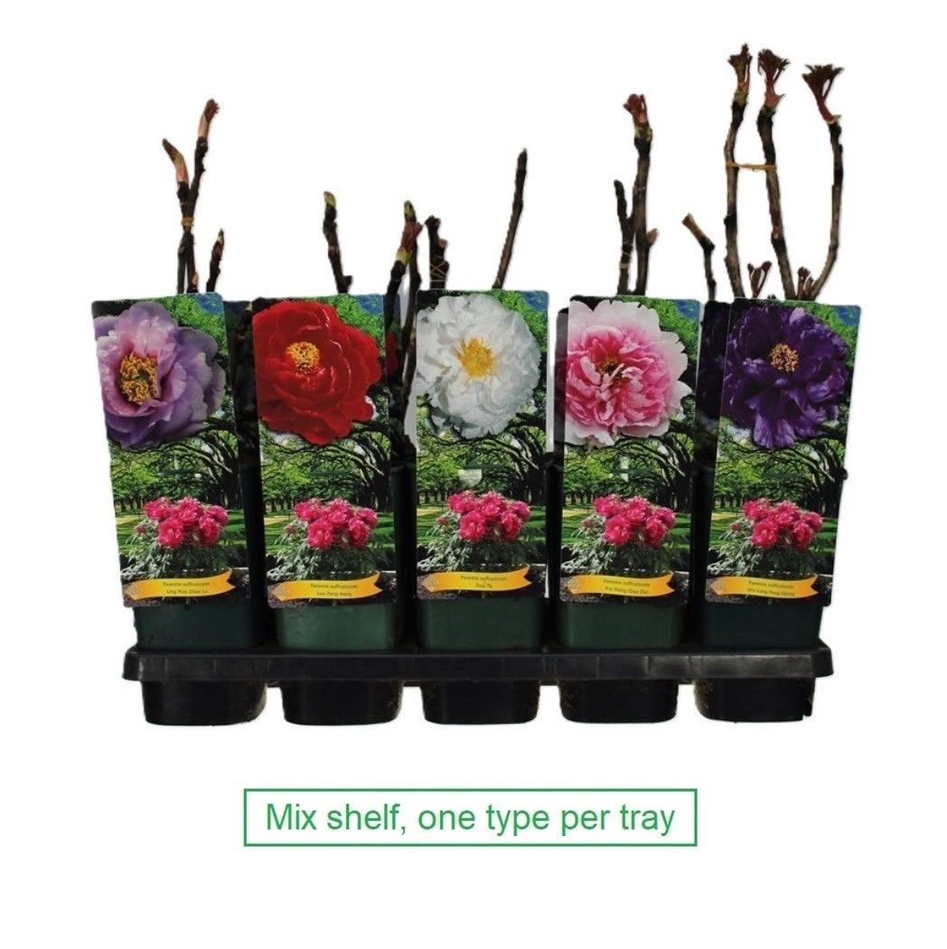 Paeonia Suffruticosa C2 -2 tak 5x10 srt. per laag, D 14