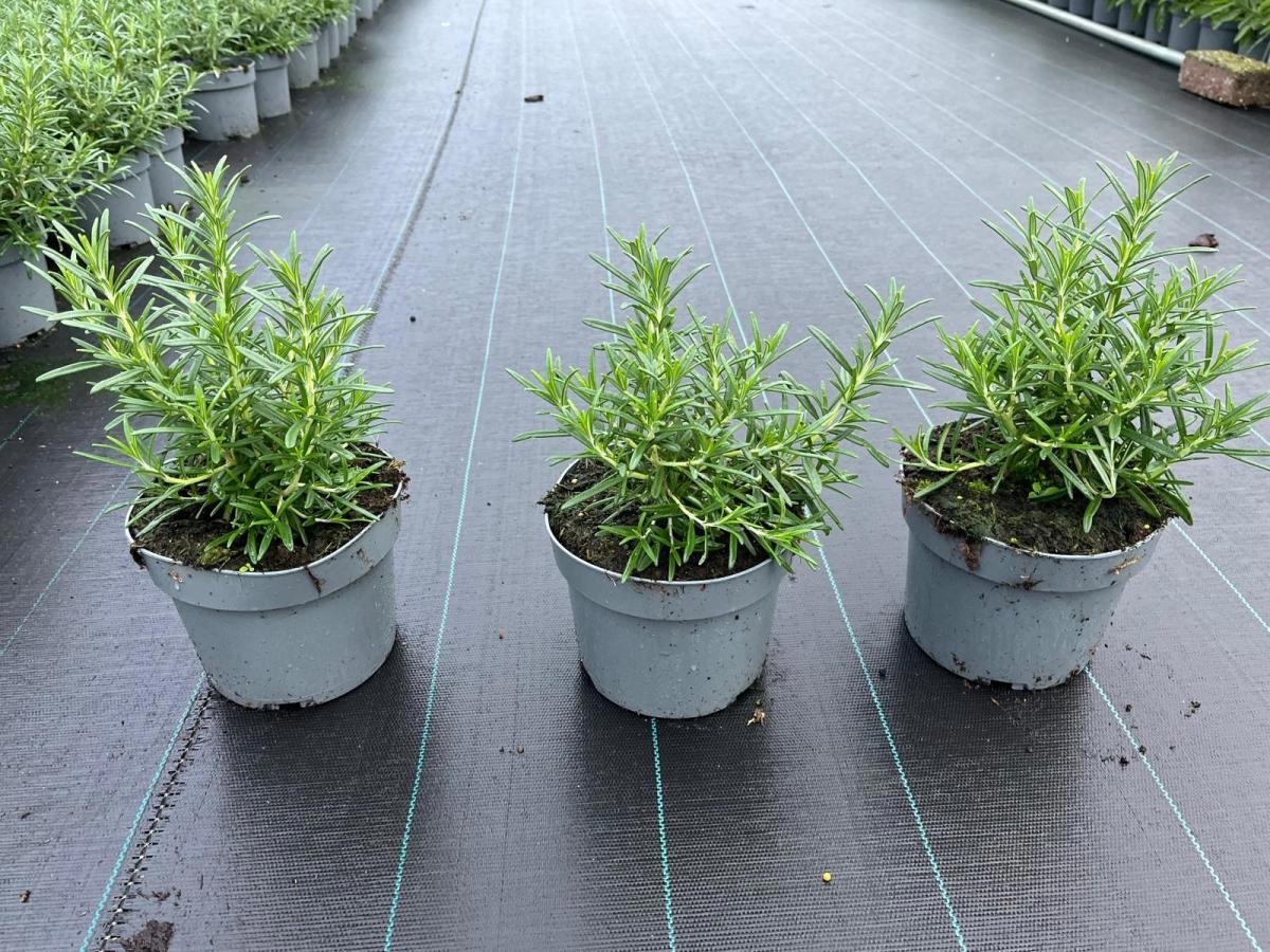 Rosmarinus officinalis, D 17 cm